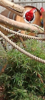 Damesreis 22-04-2026 Pantropica_9
